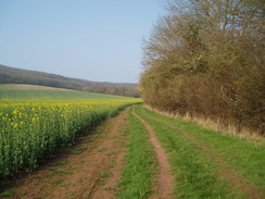 P20074010091	Heading west towards Whitehill Wood.