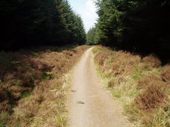 P20074080141	Looking down the path through the forest.