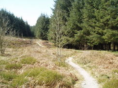 P20074080143	Looking down the path through the forest.