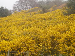 P20074090160	A gorse-covered field.