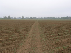 P20074297637	The path following Ermine Street across fields.