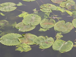 P20074297790	Lilies on the river.