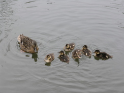 P20075057818	Ducks on the river.