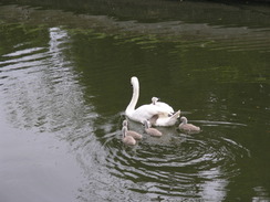 P20075267956	A swan and cygnets at Moseley Lock.