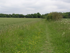 P20076108173	Heading north alongside Hardwick Wood.