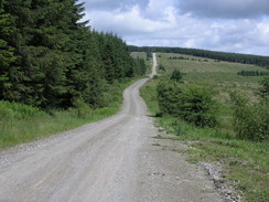 P20077078364	Following the track north through the forest.