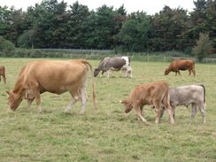 P20077148802	Cows on the Thames Path between Bourne End and Marlow.