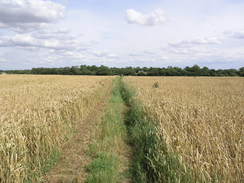 P20077288923	The path between Heydon and Chrishall.