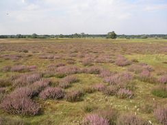 P20078119083	Tuddenham Heath.