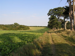 P20078119097	The track leading towards King's Wood.