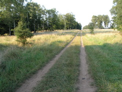 P20078119102	The track heading northeastwards through King's Wood.