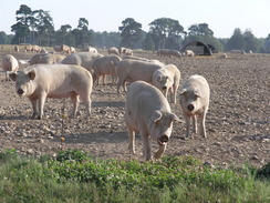 P20078129126	Pigs at the pig farm.