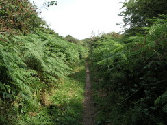 P20078129149	The path heading north towards Knettishall Heath.