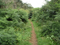 P20078129163	The Peddar's Way heading north to the A1066.