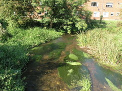 P20079169264	The River Hiz in Ickleford.