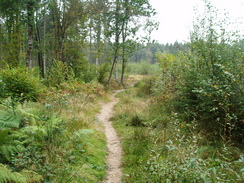 P2007A030021	The path through Ampfield Wood.