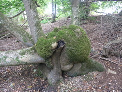 P2007A089379	A curiously-deformed tree in Squabb Wood.