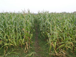 P2007A089381	Heading through a field of corn on the way to Hilberry Farm.