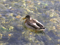 P2007A189537	A duck in the River Test at the Mayfly pub.