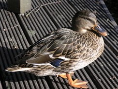 P2007A189540	A duck by the River Test at the Mayfly pub.