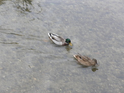 P2007A229591	Ducks in the River Nadder.