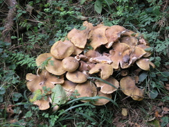 P2007A259756	Fungi beside the path leading towards Park Farm.