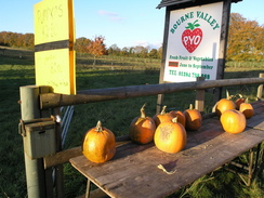 P2007A300026	Pumpkins for sale.