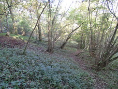 P2007A309862	The path through Doles Copse on Wallop Hill Down.