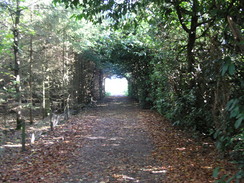 P2007A309898	A path leading north from Linkenholt.