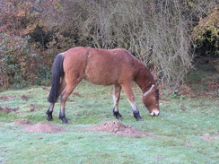 P2007B020042	A pony on Balmer Lawn.