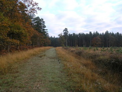 P2007B020056	The path heading northeast across Parkhill Inclosure.