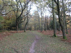 P2007B020068	The path heading northeast across Parkhill Inclosure.