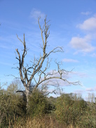 P2007B020189	A tree near the farm at Moorcourt.