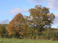 P2007B020219	Trees near Squabb Wood.