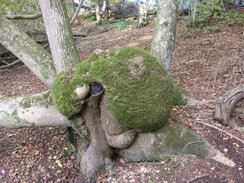 P2007B020226	A tree stump in Squabb Wood.