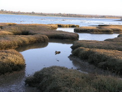 P2007B060475	Mudflats near Langstone Bridge.