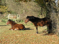 P2007B090735	Horses at Newtown.