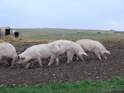 P2007B141094	Pigs at the piggery.