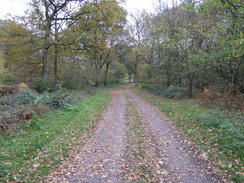 P2007B141151	The track through Frith Wood.