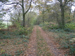 P2007B141152	The track through Frith Wood.