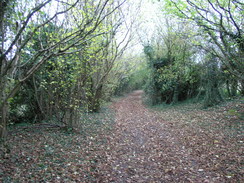 P2007B261464	Climbing up through the woods towards towards Knoyle Corner.