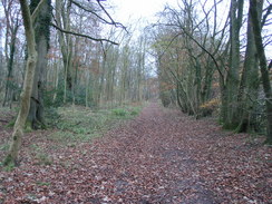 P2007B261466	Climbing up through the woods towards towards Knoyle Corner.