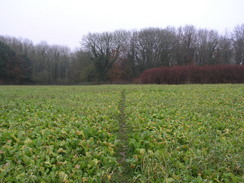 P2007B261482	The path heading south from Newtown.