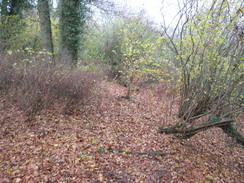 P2007B261484	The woods to the south of Newtown.