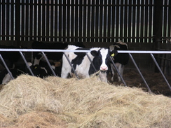 P2007B261507	Cows at Ark Farm.