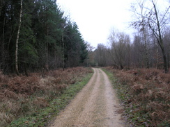 P2007C041670	Heading southwest across Holmsley Inclosure.