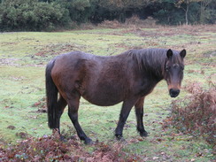 P2007C041679	A pony near Cross Ways.