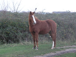 P2007C131814	A horse on the marshes.