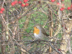 P20081122321	A Robin on a branch.