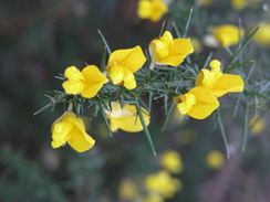 P20081302698	Gorse bushes.